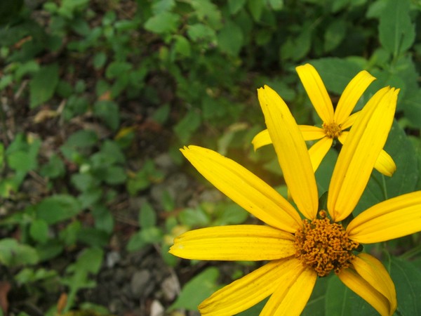 Sense of Flowers