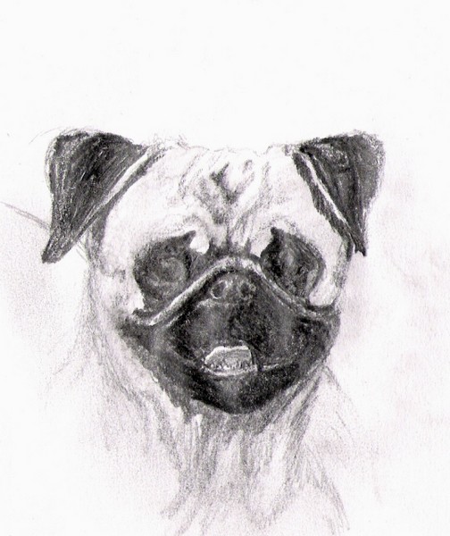 pug