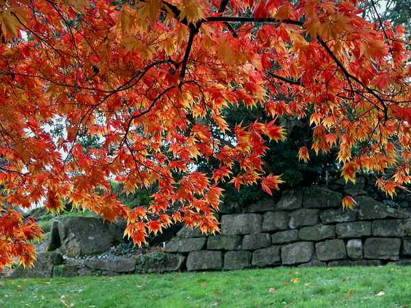 Acer Palmatum