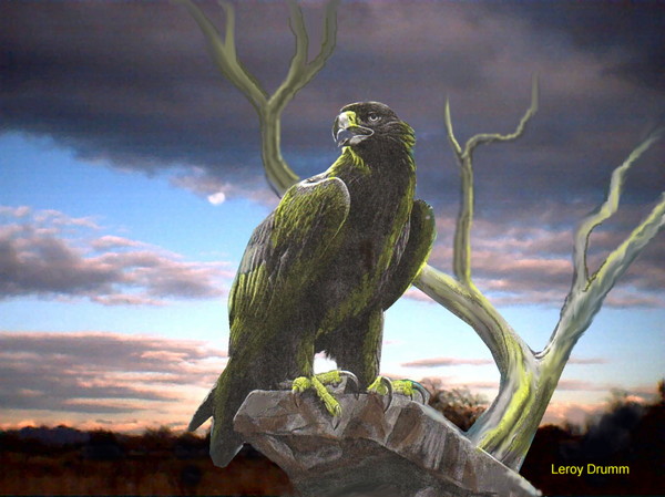 Gold Eagle look out