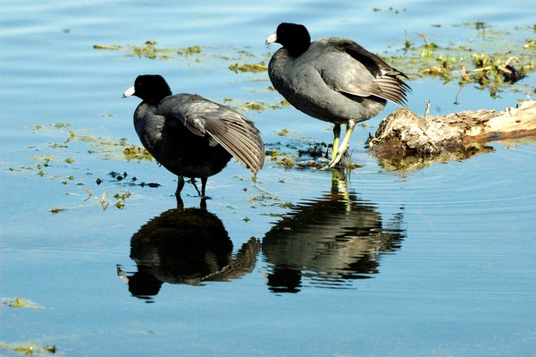 Coot Twins 5