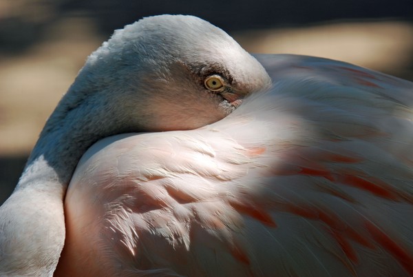 Cozy Flamingo