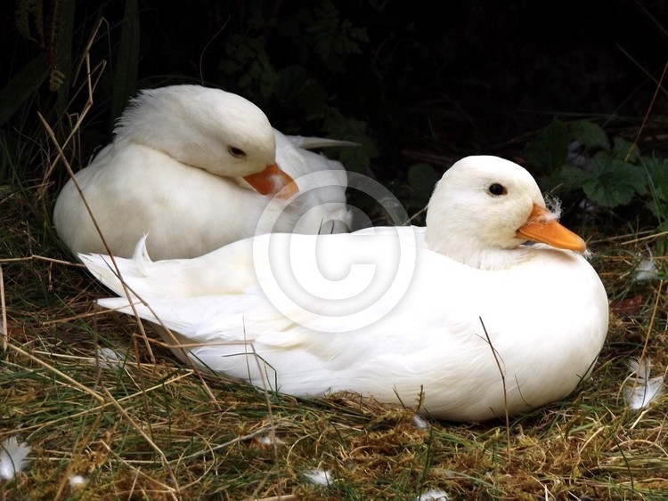 2 friendly call ducks
