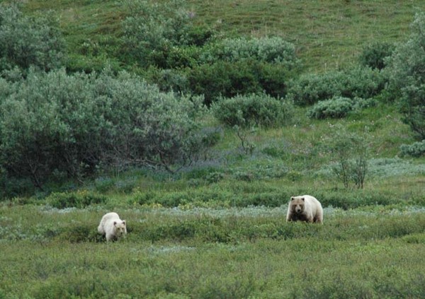 Denali Grizzlies