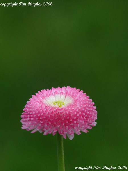'Pink 2'