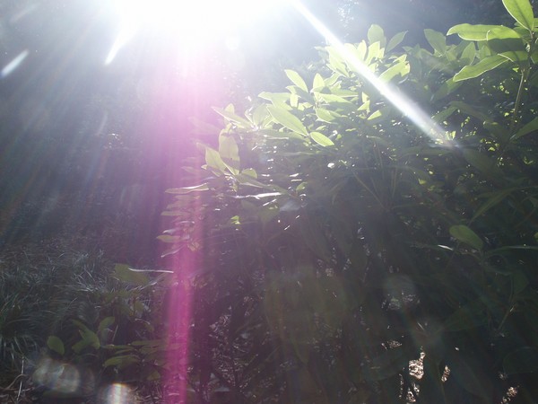 CRYSTAL PINK LIGHT