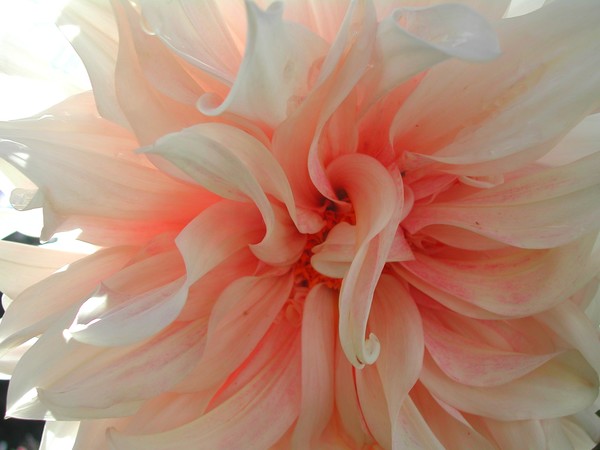 That's One Sexy Dahlia