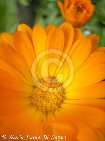 Orange stop