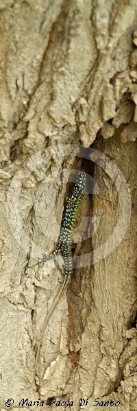 Podarcis muralis