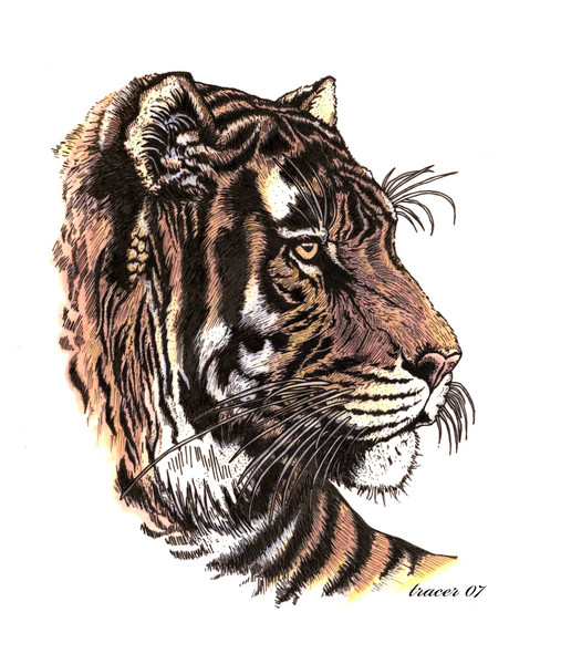 tiger #4