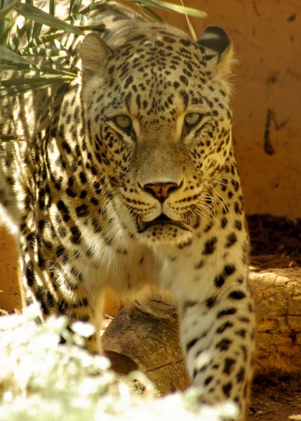 Persian Leopard.