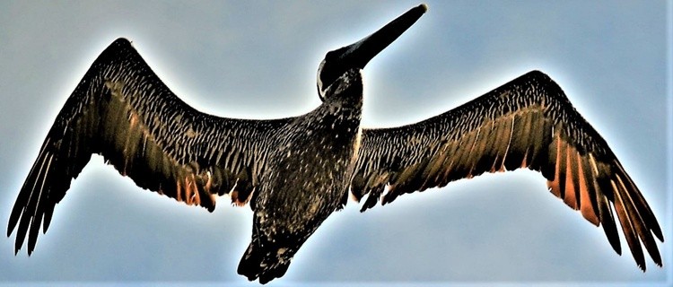 Pelican Wing Span Above