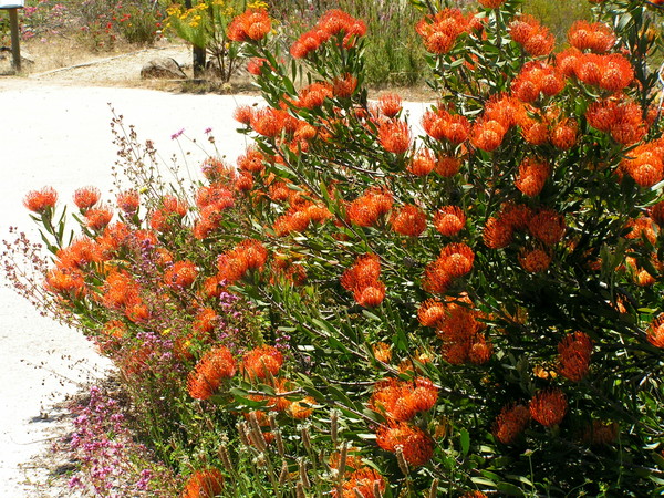 Red Flowering Bush