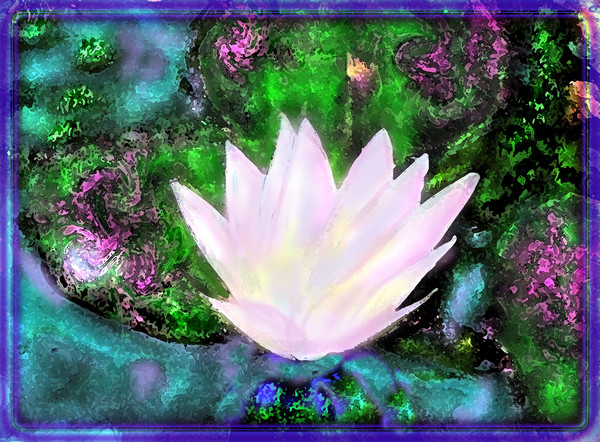 Water Lily