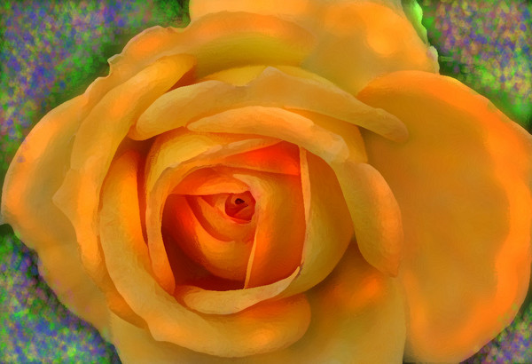  A ROSE FOR ALL THE LADIES AT AW