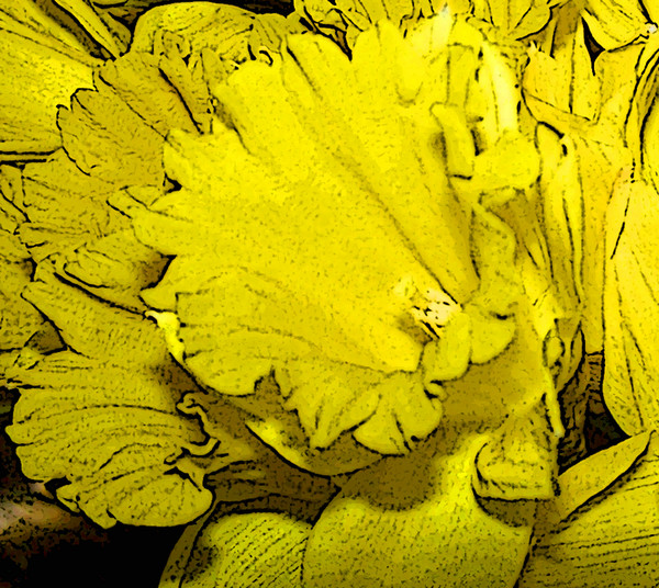 Detail of a Daffodil