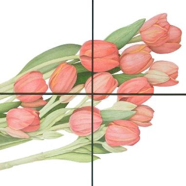 Lying tulips
