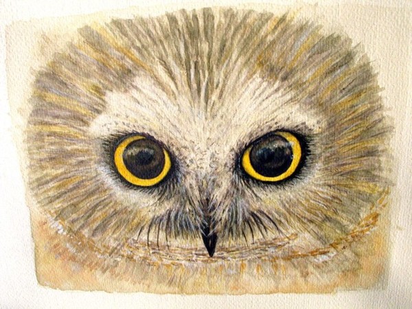 Owl
