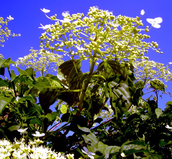 Hortensias