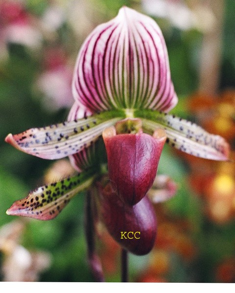 Orchid 6