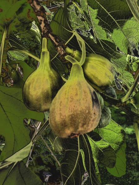 fig 