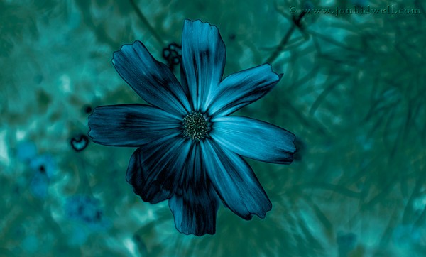 Blue Surfer