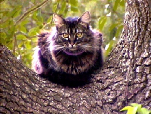PURR-FECT PERCH