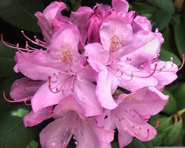 pinks