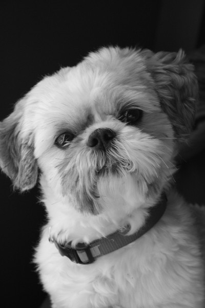 Taz