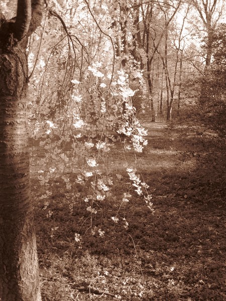 Sepia Blossoms II