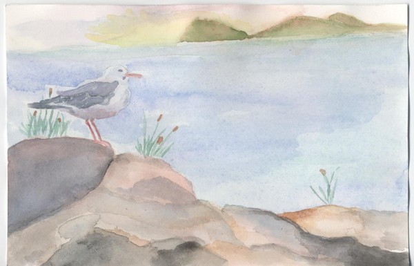 Seagull Afternoon