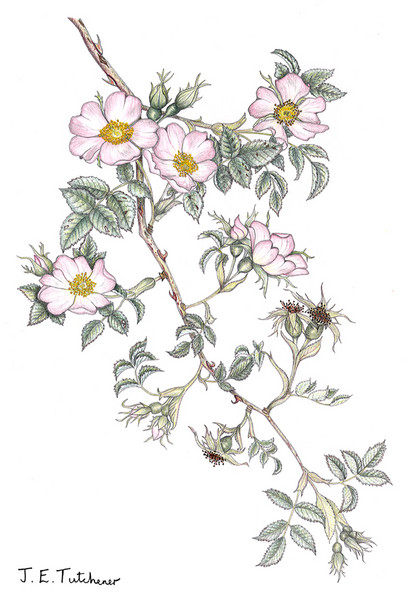 Dogrose