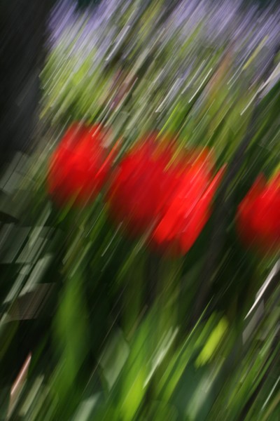 Rain of Tulips