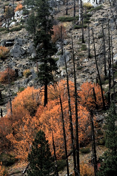 Autumn in the Cascades