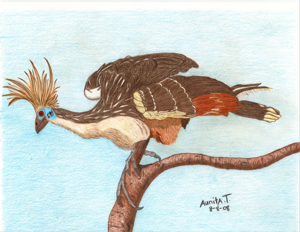 Hoatzin Bird