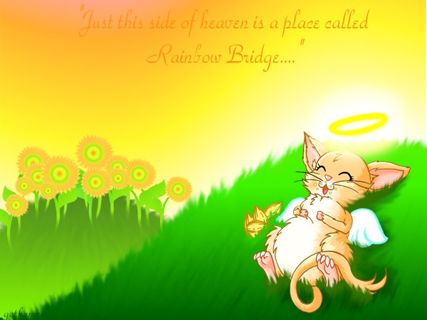 Somewhere called rainbow bridge