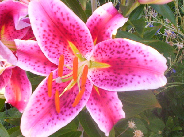 Pretty in Pink