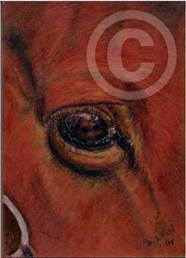 Horses' Eye - Upclose