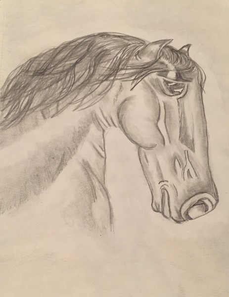 Horse