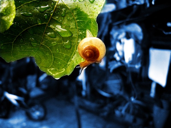 snail beauty
