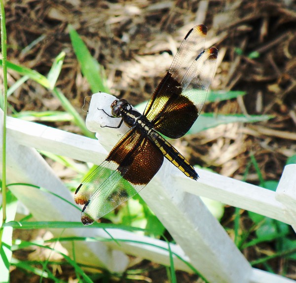 Dragonfly 2