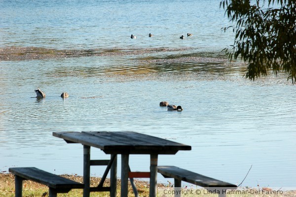Ducks Fishing for Dinner