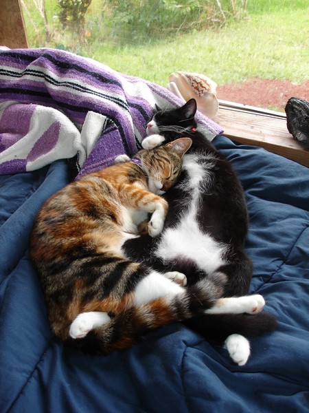 Cat Team! Napping 0040