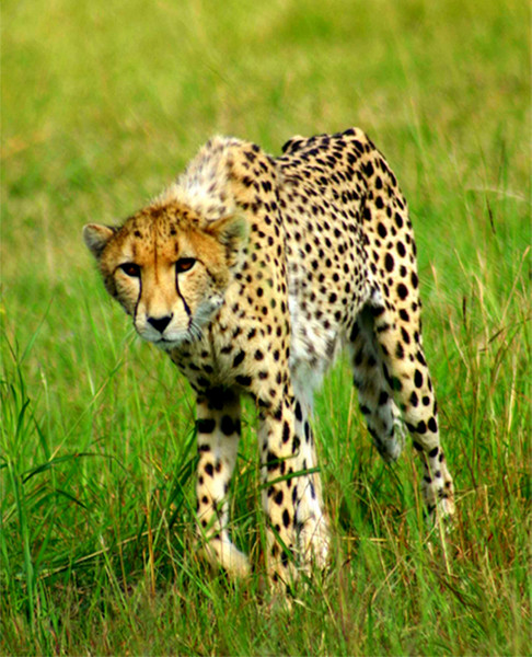 Nimble Hunter