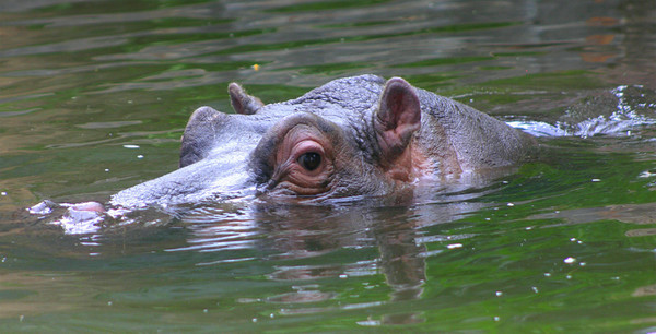 Hippo Stare
