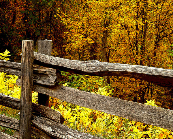 The Fence
