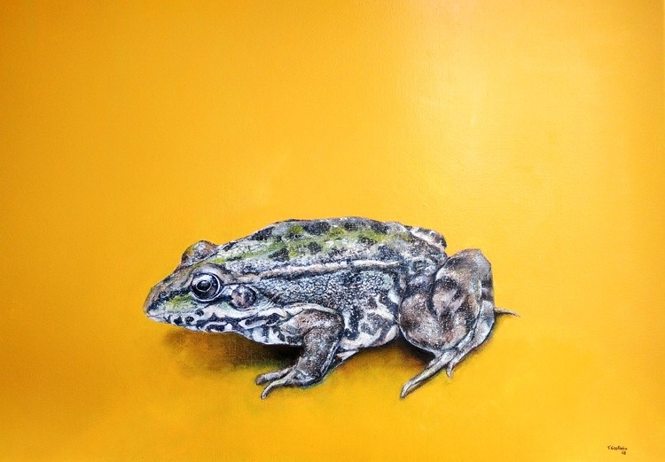 Green frog 