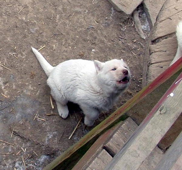 Little Howler