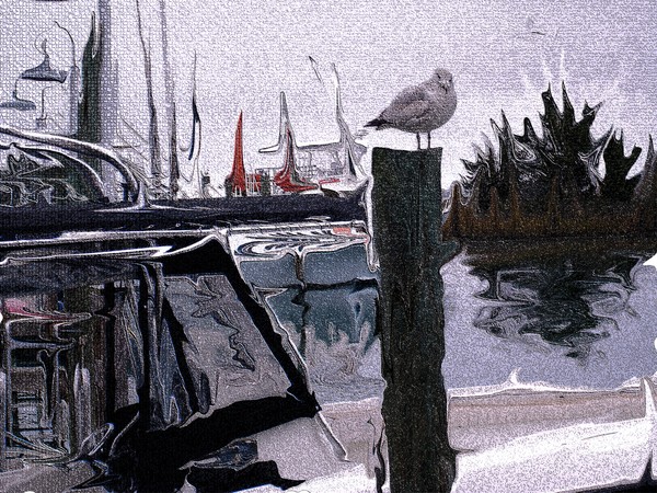 Gull at Dock