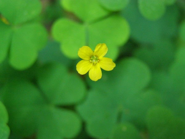 Little Lady Luck